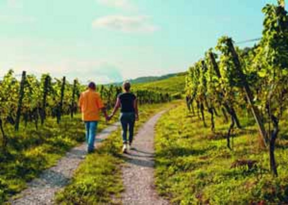 Goldener Weinherbst in der Region BadZurzach